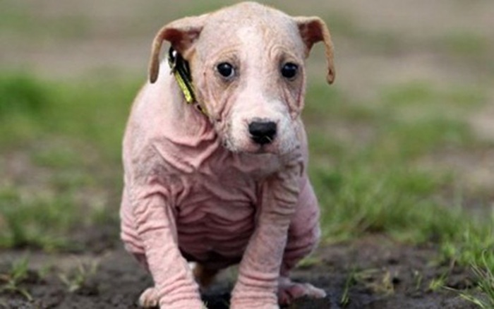 Chó... không lông