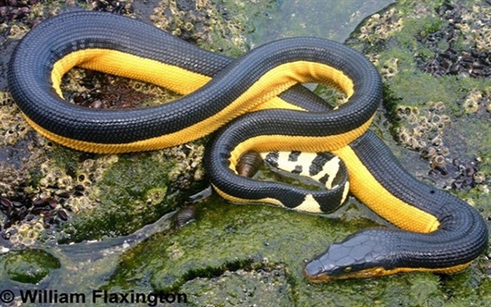 Loài rắn đẹp nhất thế giới nhưng nguy hiểm vô cùng