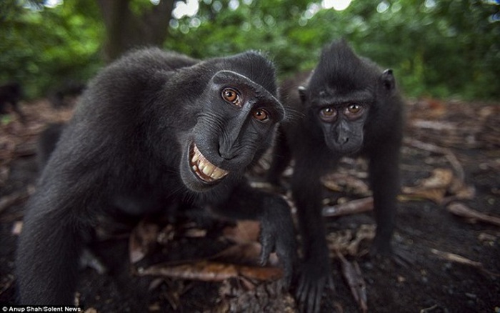 Bức ảnh con khỉ đang cười sẽ làm bạn phải cười theo, đồng thời chiêm ngưỡng vẻ đẹp tự nhiên của thiên nhiên. Đó là một hình ảnh đáng yêu và khiến trái tim bạn ấm áp.